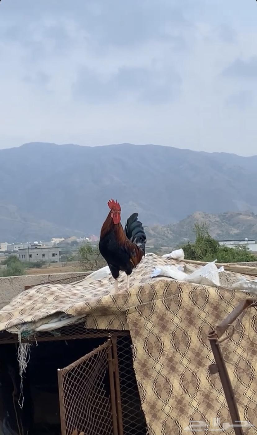 ديك للبيع بلدي اصيل تم البيع تم البيع64463751432066110