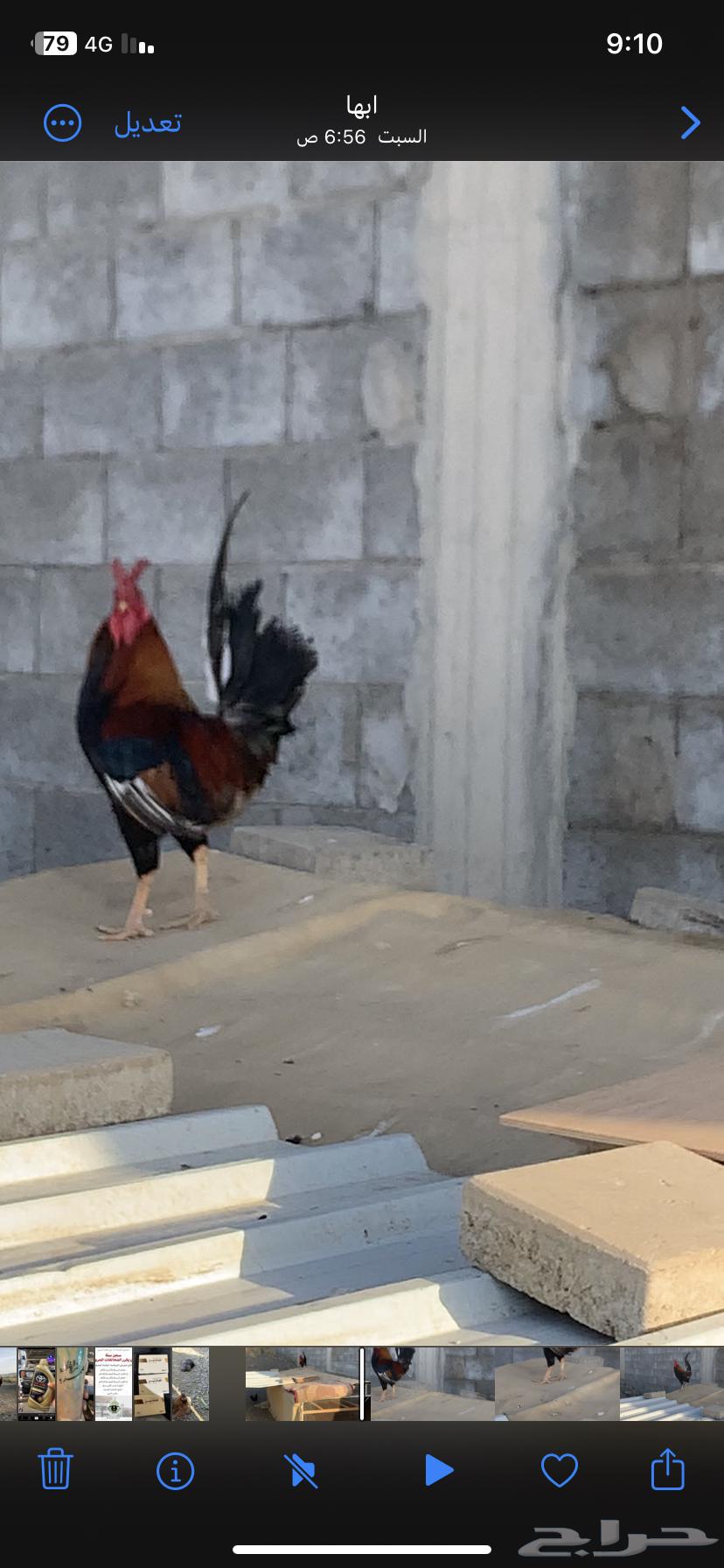 ديك عربي افرق64463390450049113