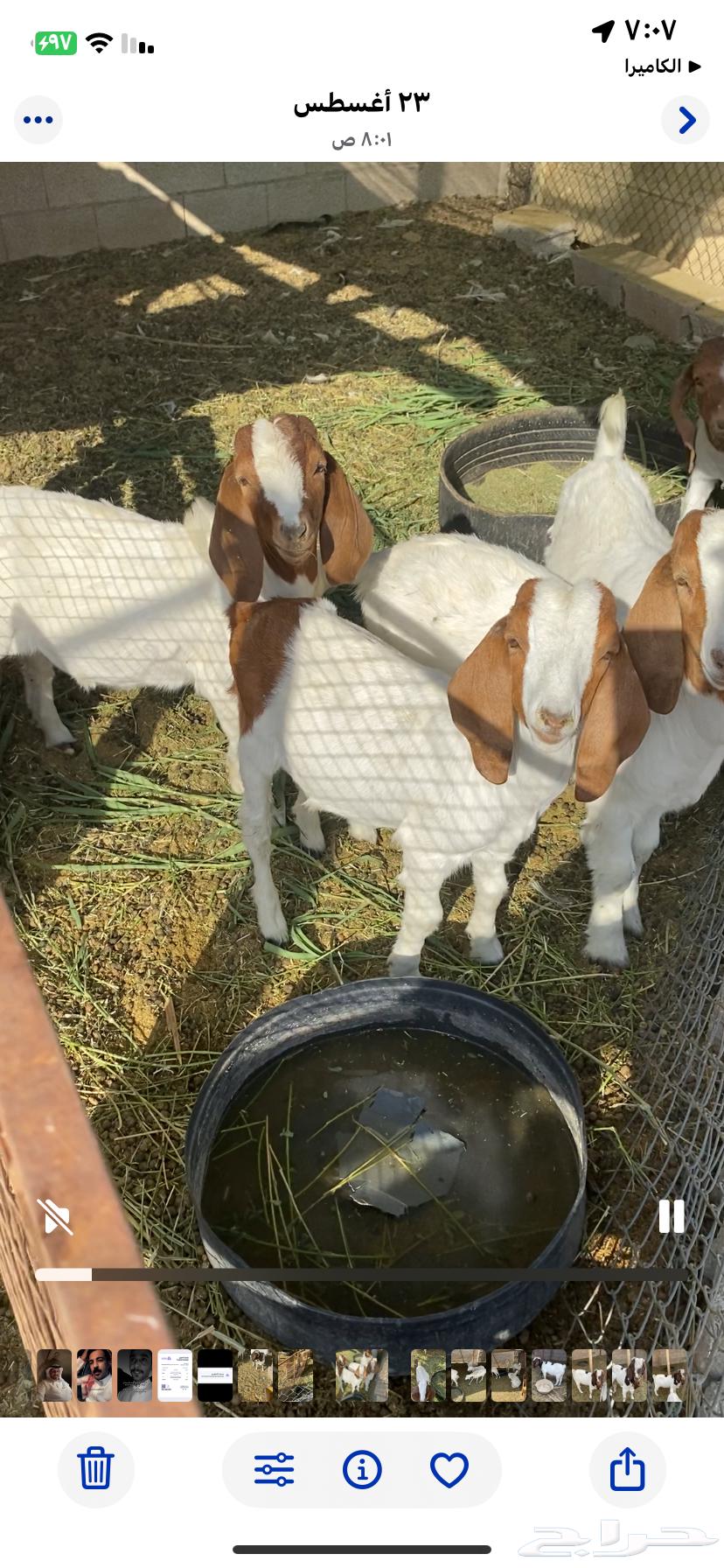 Tios Bourgeit64462403490946113