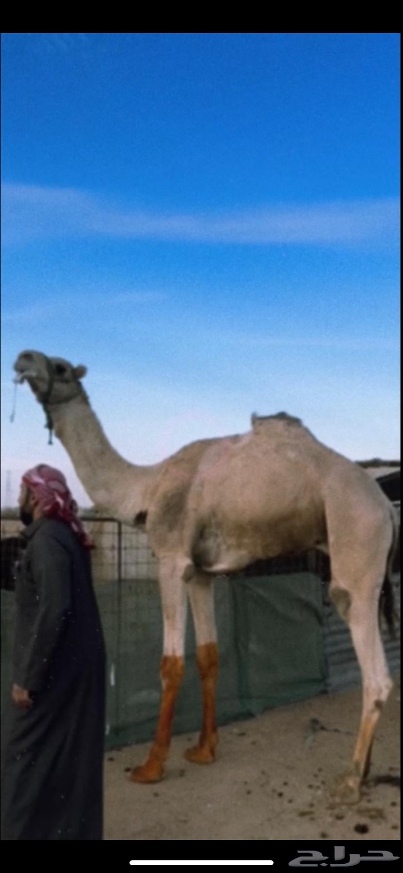 جمل طابع64459215217539110