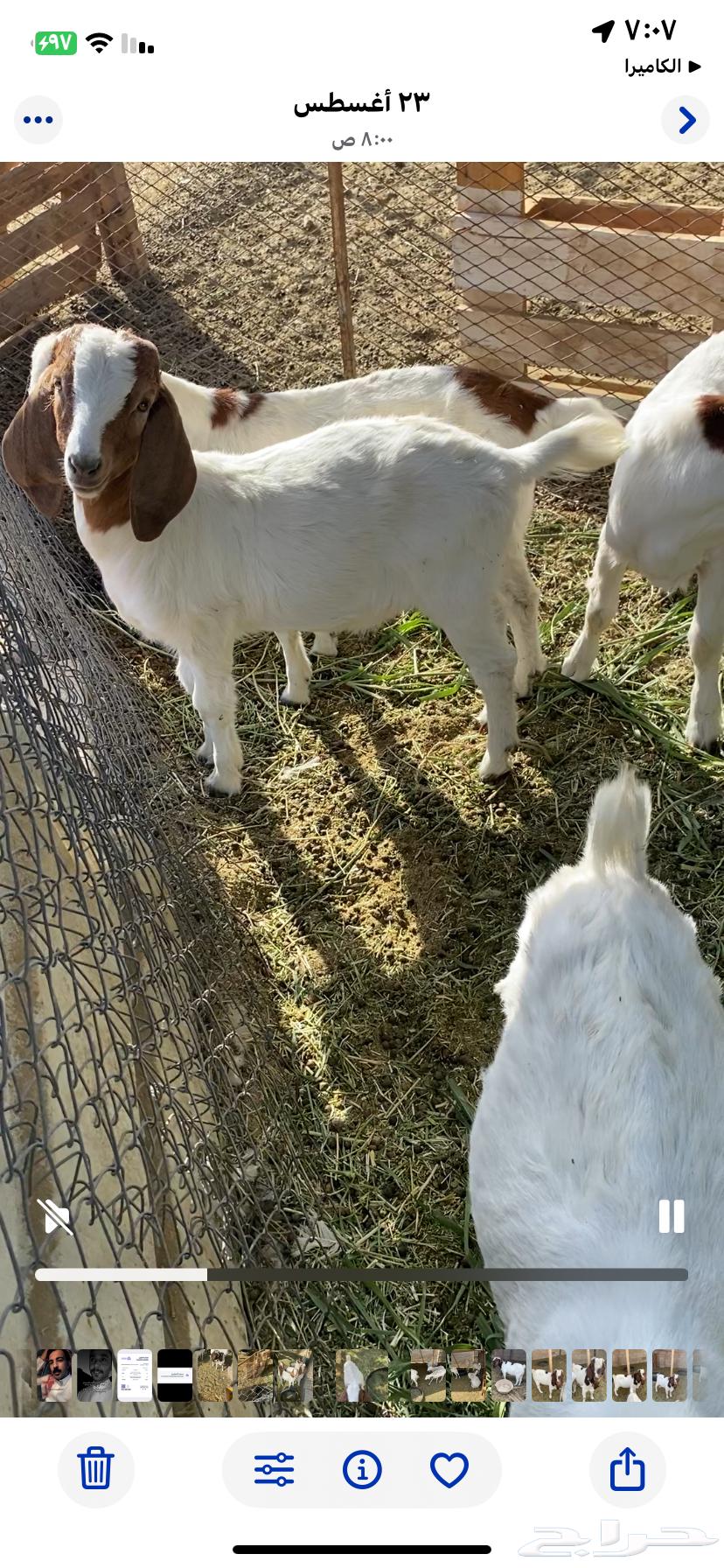 Tios Bourgeit64462403490946110