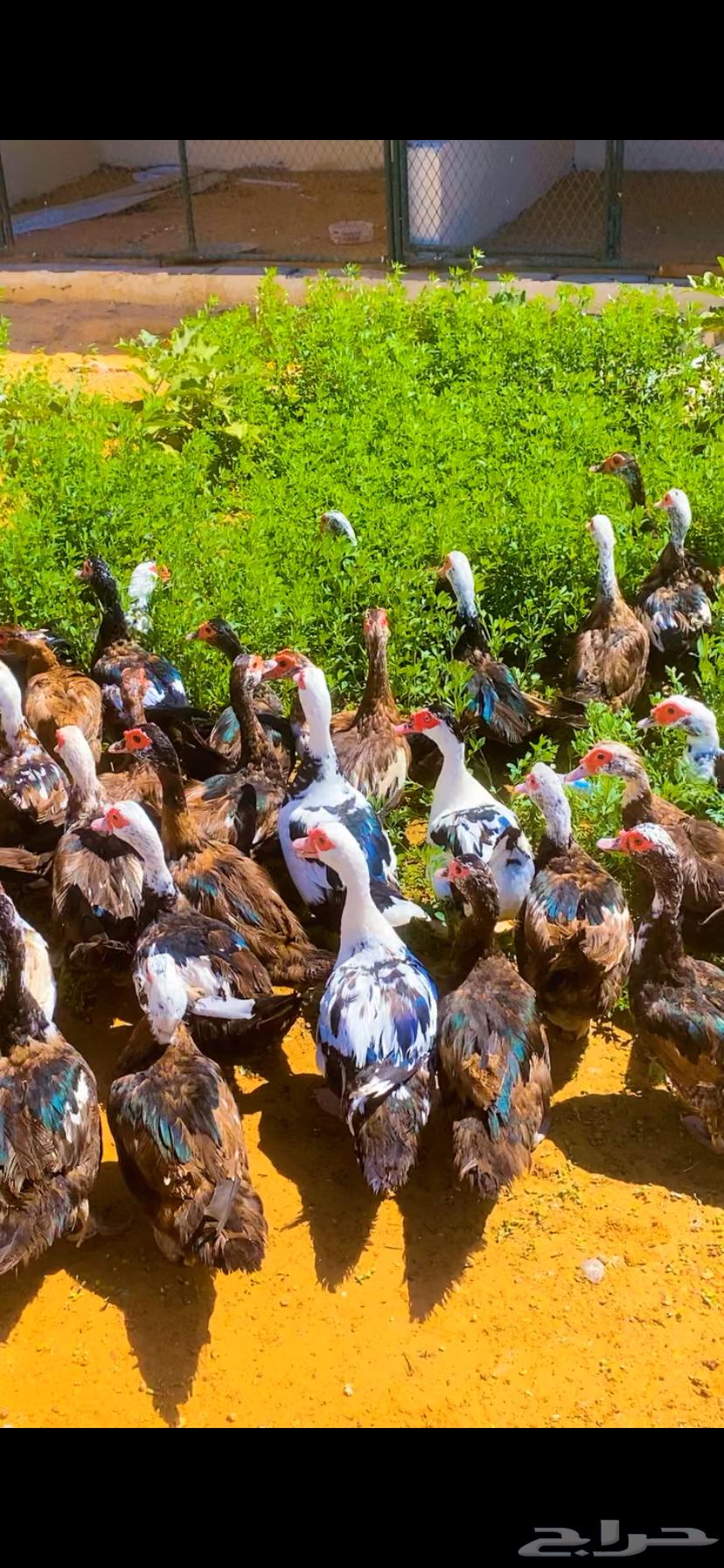 اللبيع بط مصري بياض العدد 5064459956790274113