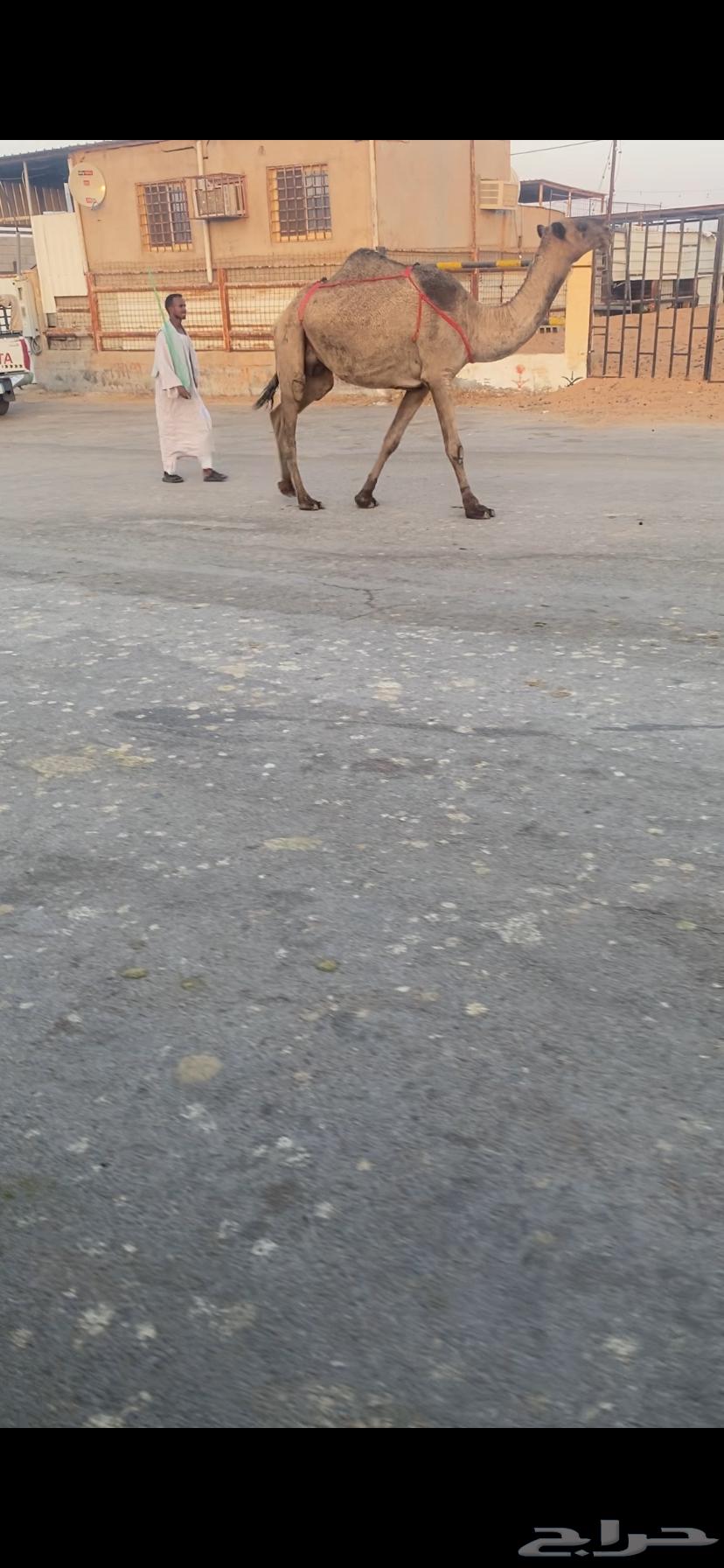 للبيع الخفوت الصفر مبيوع بنته64462076884098110