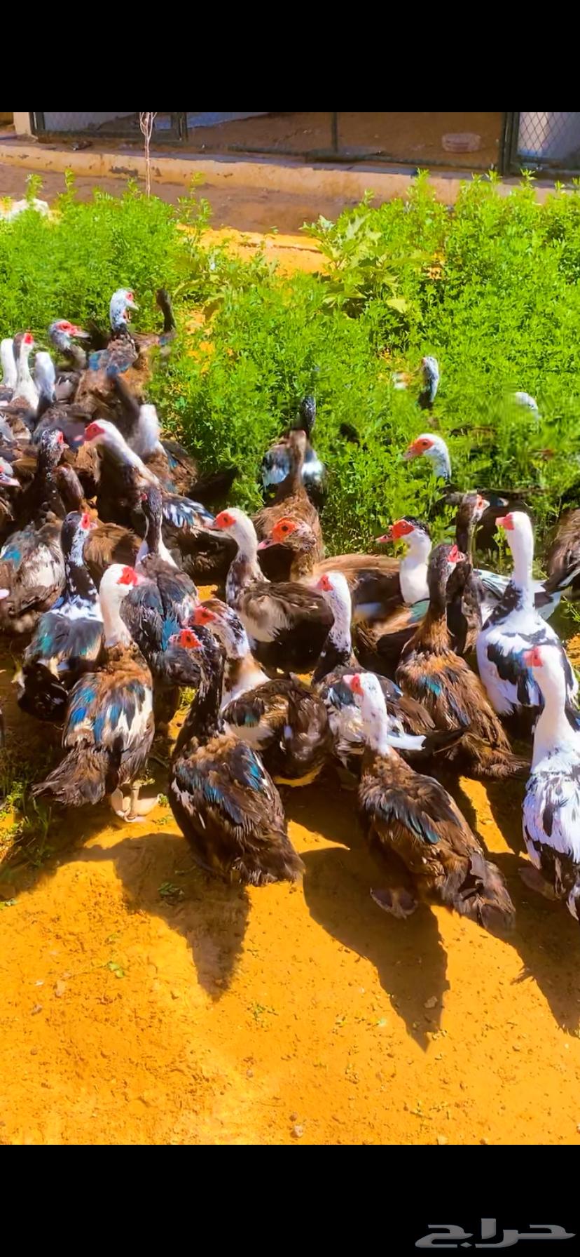 اللبيع بط مصري بياض العدد 5064459956790274114