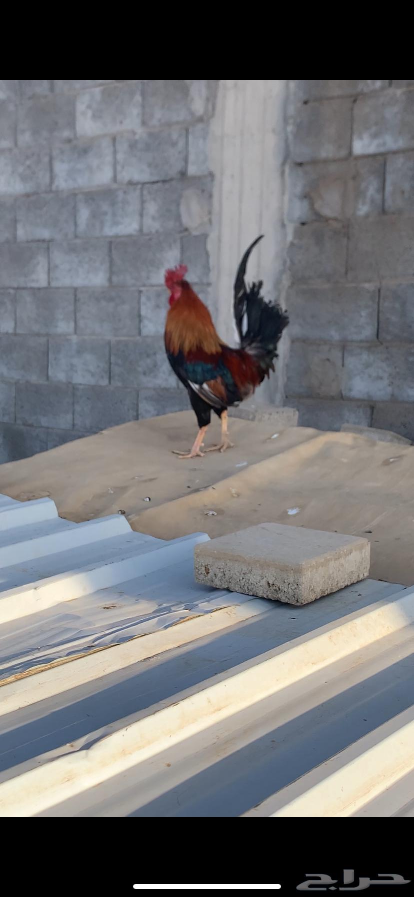 ديك عربي افرق64463390450049114