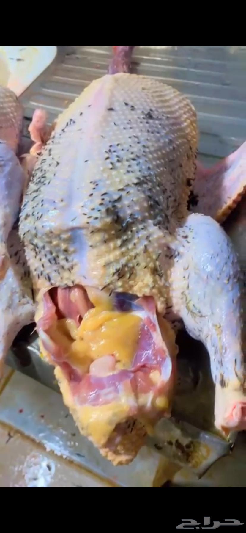 اللبيع بط مصري بياض العدد 5064459956790274110