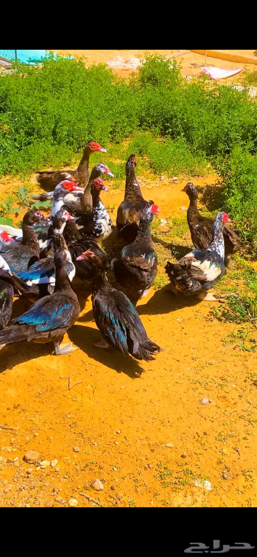 اللبيع بط مصري بياض العدد 5064459956790274112