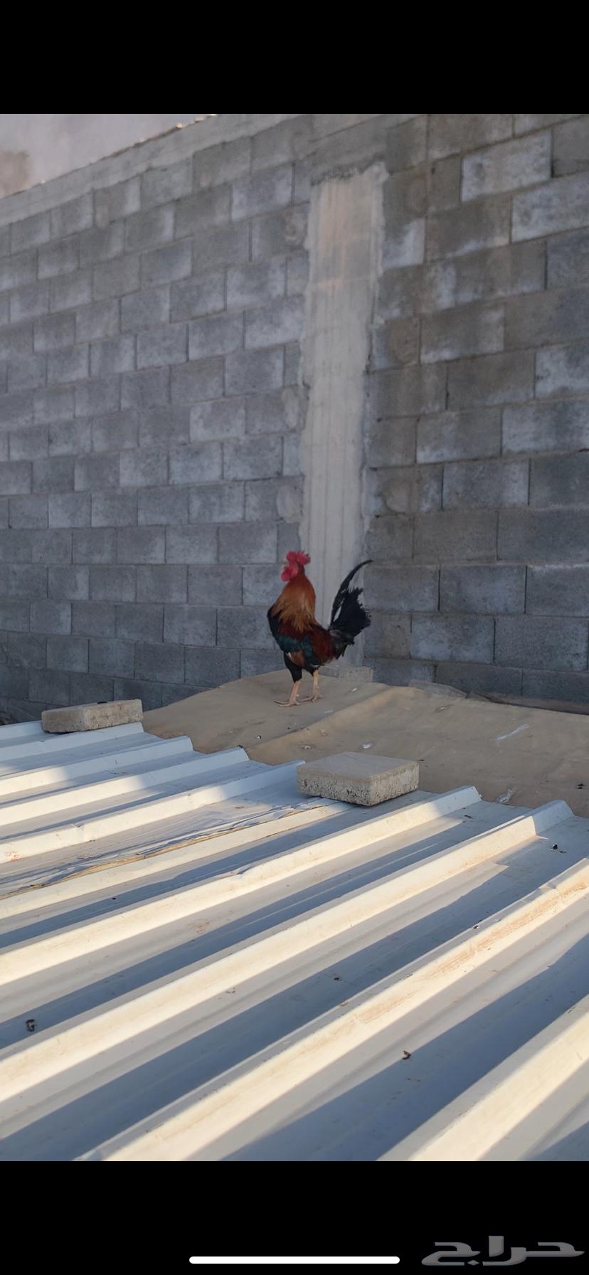 ديك عربي افرق64463390450049112