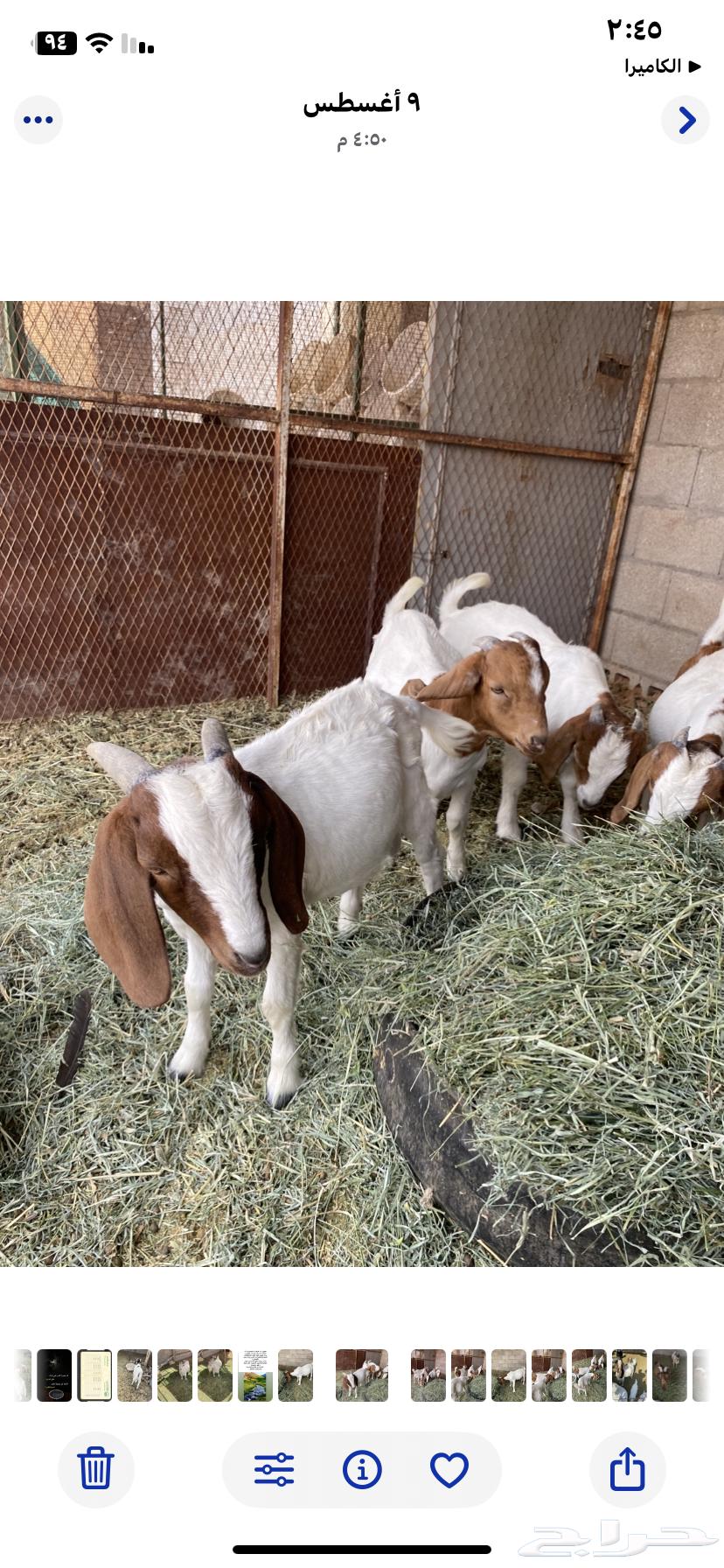 Tios Bourgeit64462403490946114