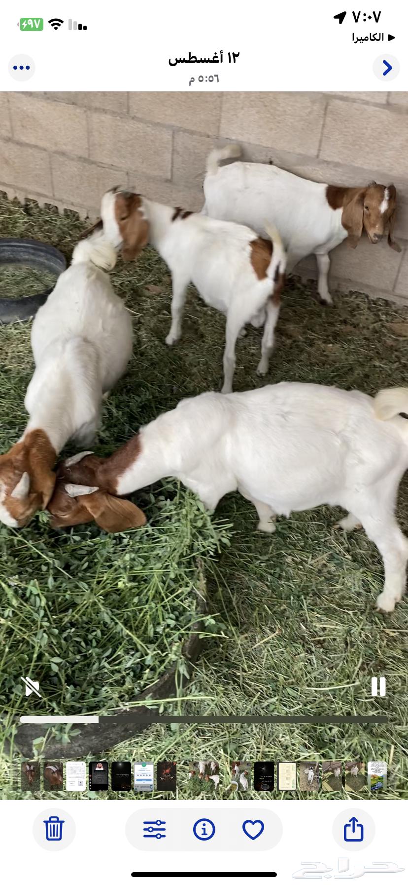 Tios Bourgeit64462403490946111