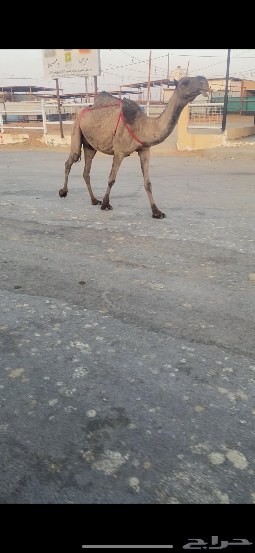 للبيع الخفوت الصفر مبيوع بنته64462076884098111