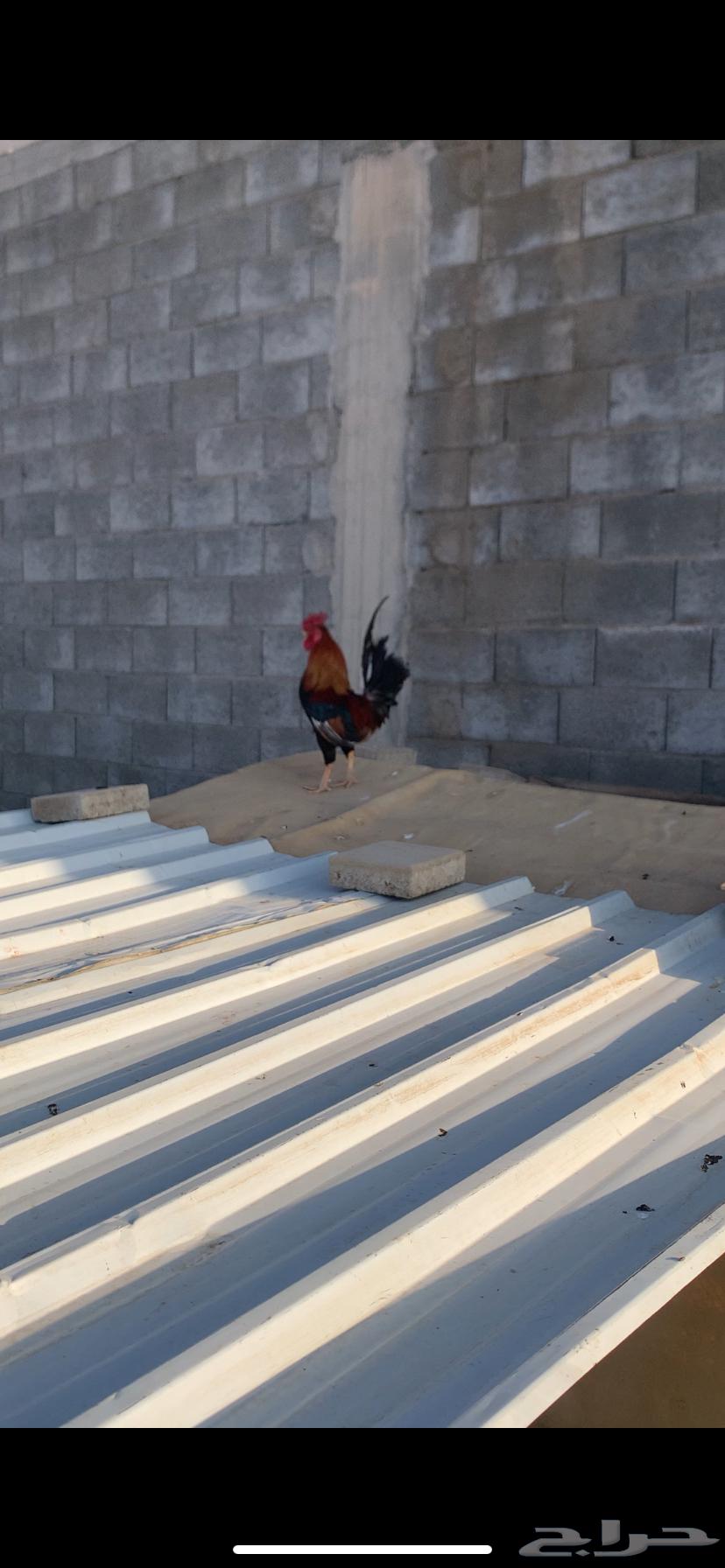 ديك عربي افرق64463390450049110