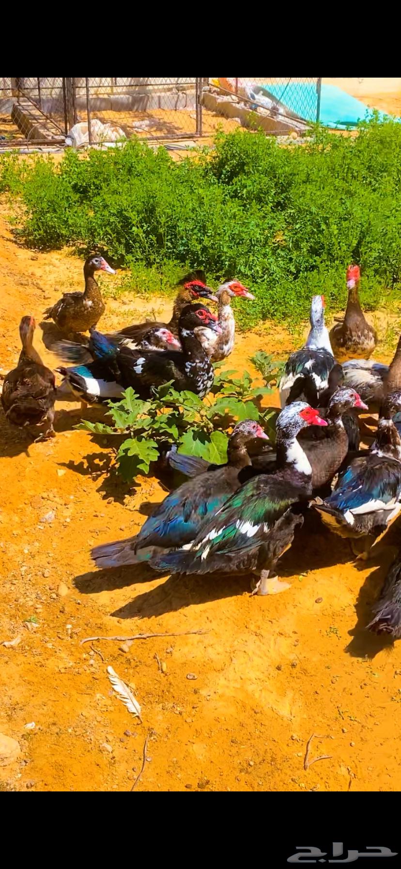 اللبيع بط مصري بياض العدد 5064459956790274111