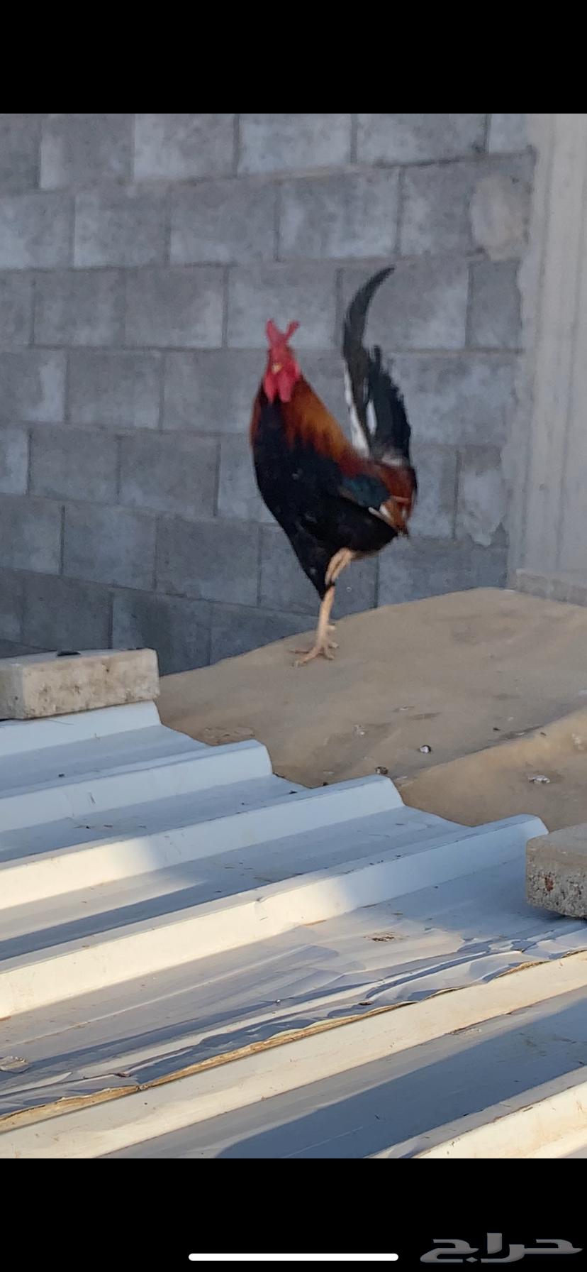 ديك عربي افرق64463390450049111