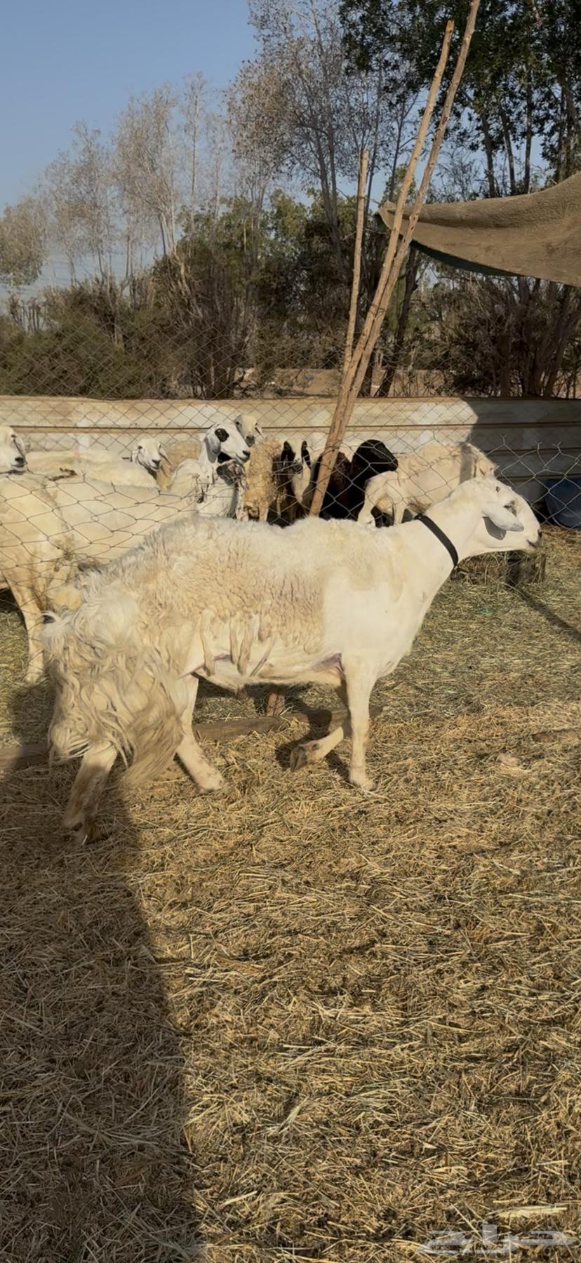 For sale, purebred stallion of high-quality breed, conditioned64458258836099114