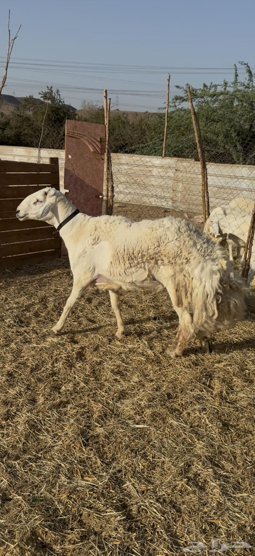 For sale, purebred stallion of high-quality breed, conditioned64458258836099112