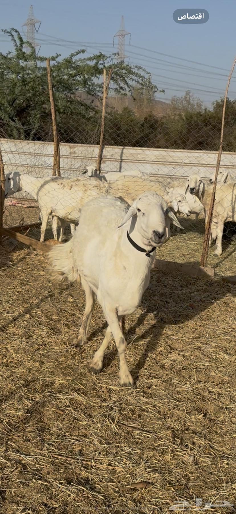 For sale, purebred stallion of high-quality breed, conditioned64458258836099111