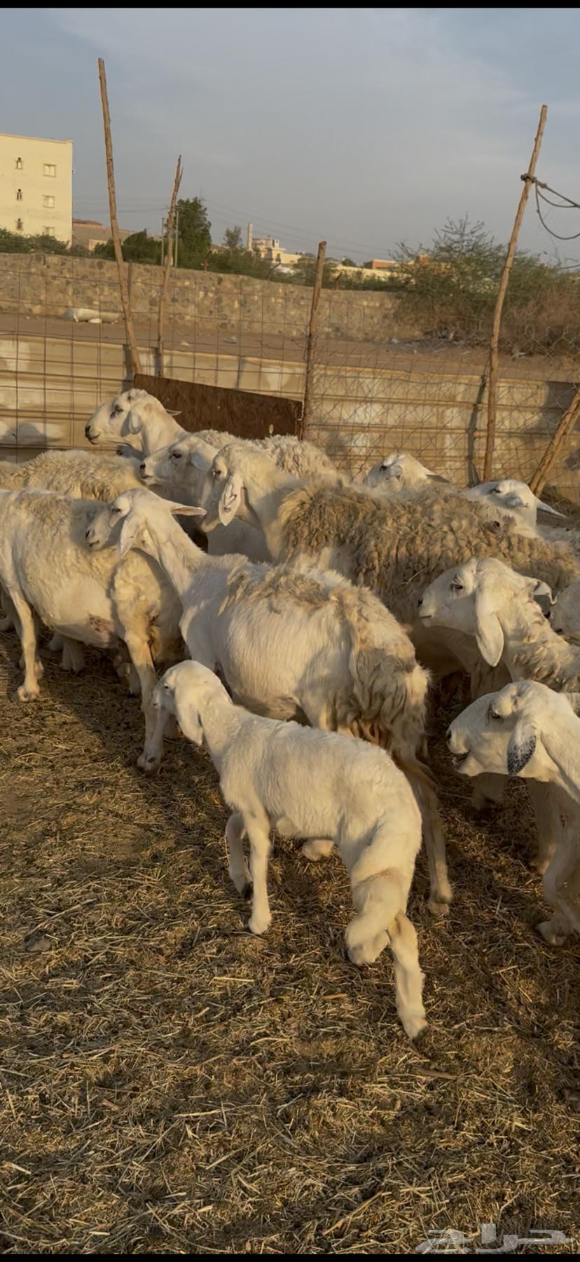 15 sheep, one ram, one male sheep included ((Sold))64461815339651113