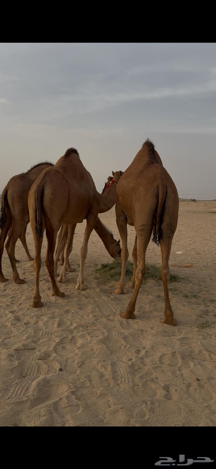 Bakar Sawahil Hamr64449810064130110