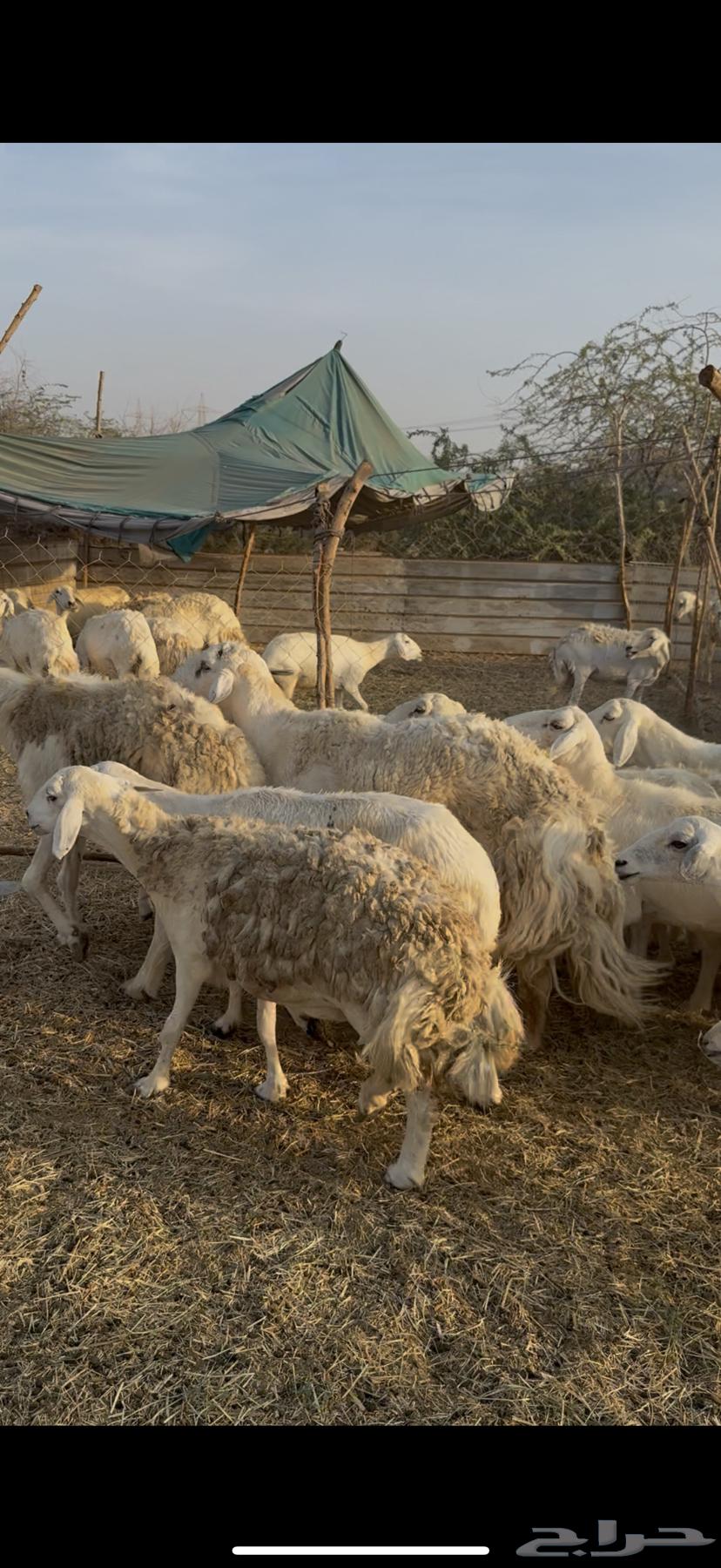 15 sheep, one ram, one male sheep included ((Sold))64461815339651110