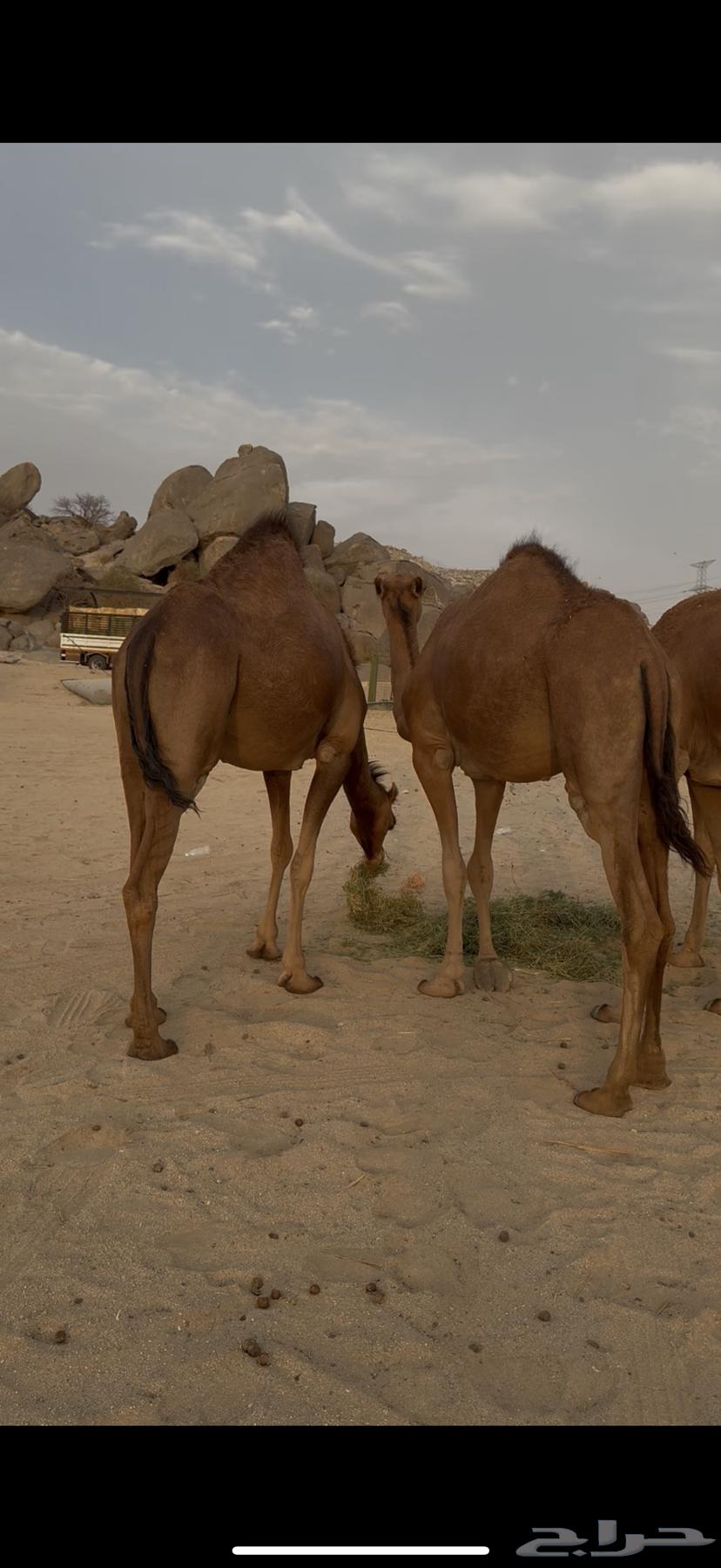 Bakar Sawahil Hamr64449810064130113