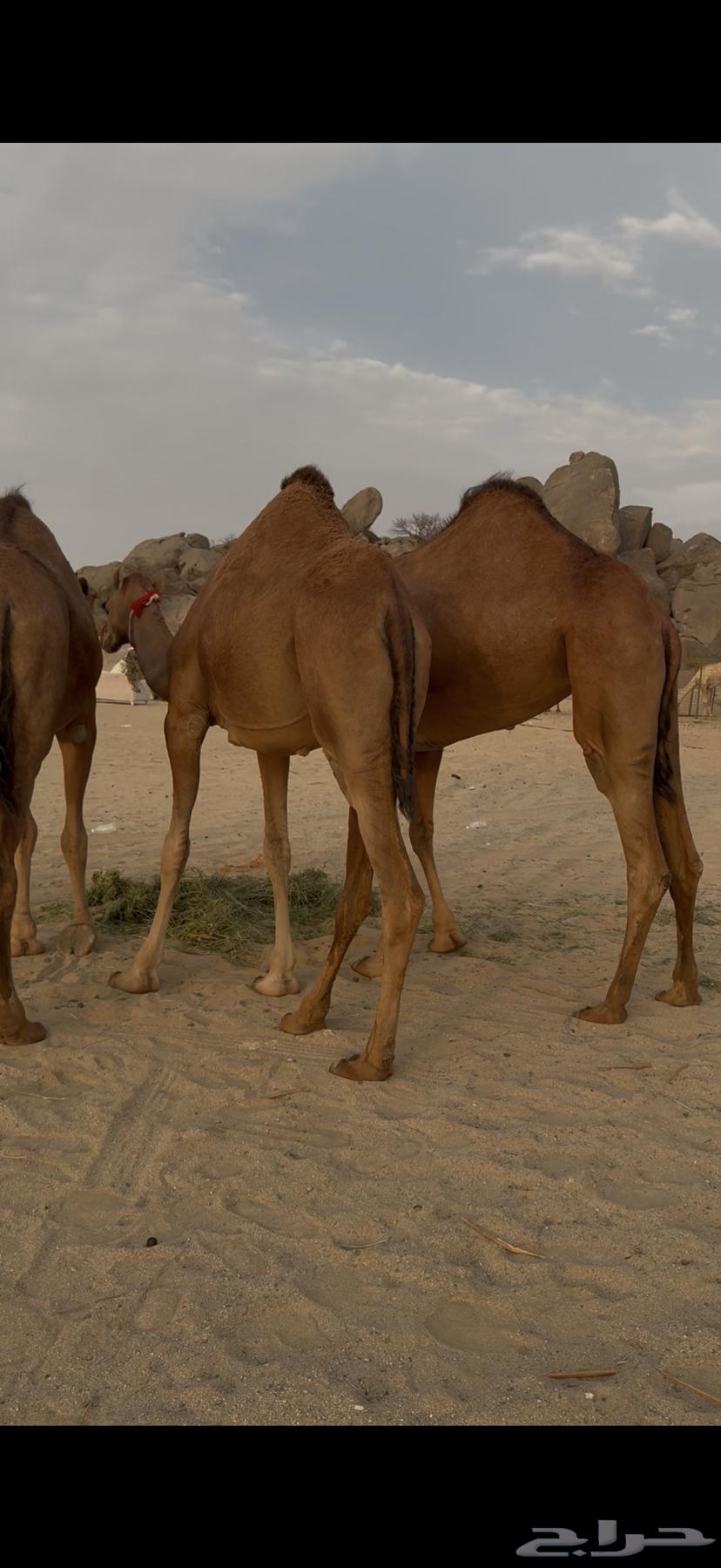 Bakar Sawahil Hamr64449810064130112