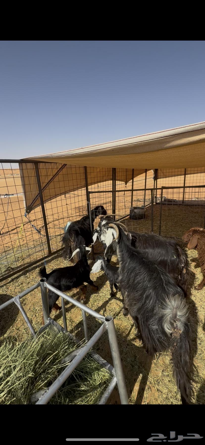 للبيع معزاء وتيوس64458871245954112