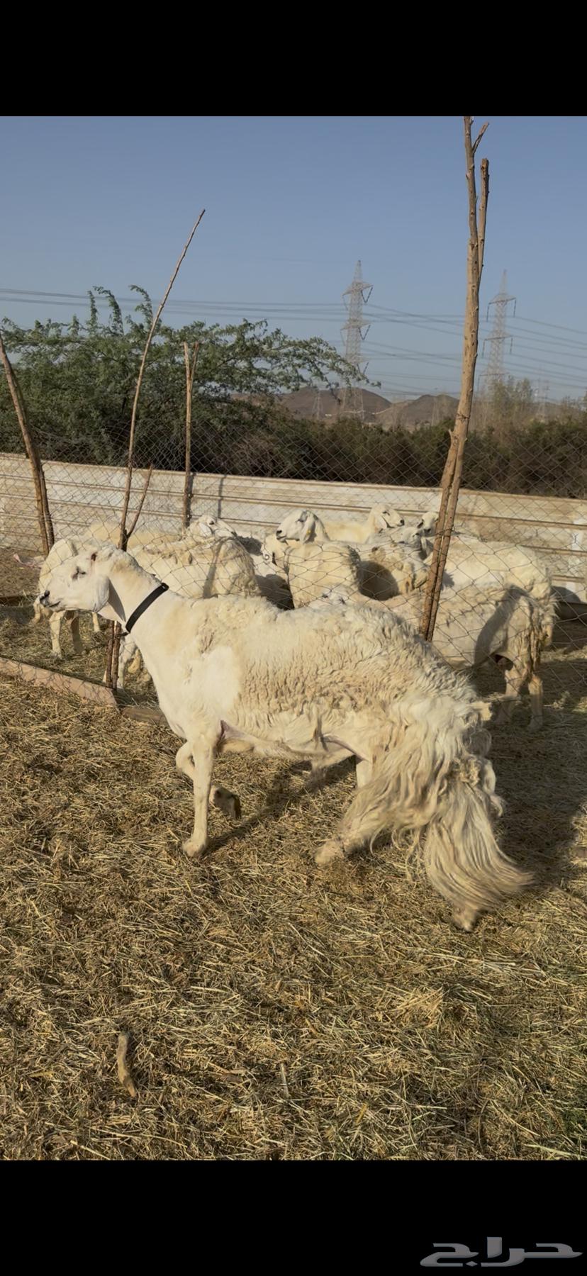 For sale, purebred stallion of high-quality breed, conditioned64458258836099113