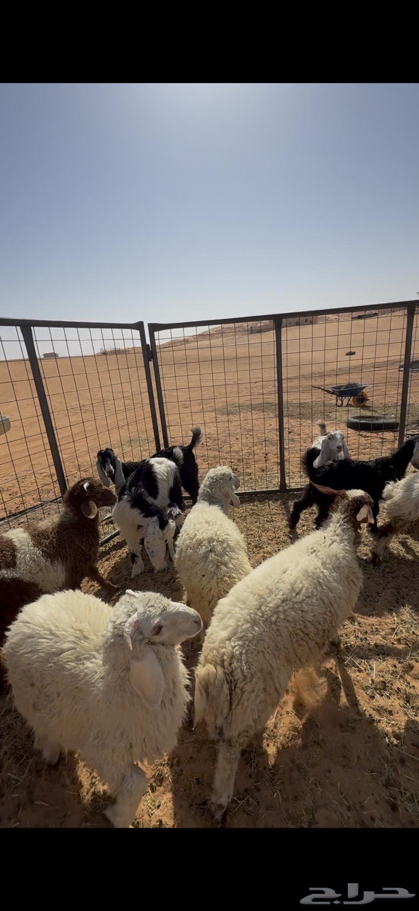 للبيع معزاء وتيوس64458871245954111