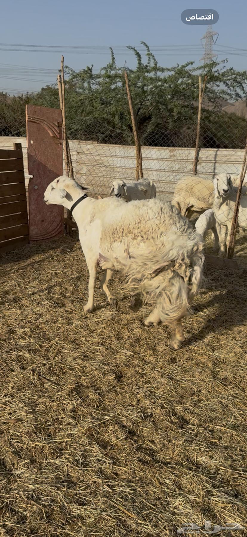 For sale, purebred stallion of high-quality breed, conditioned64458258836099110