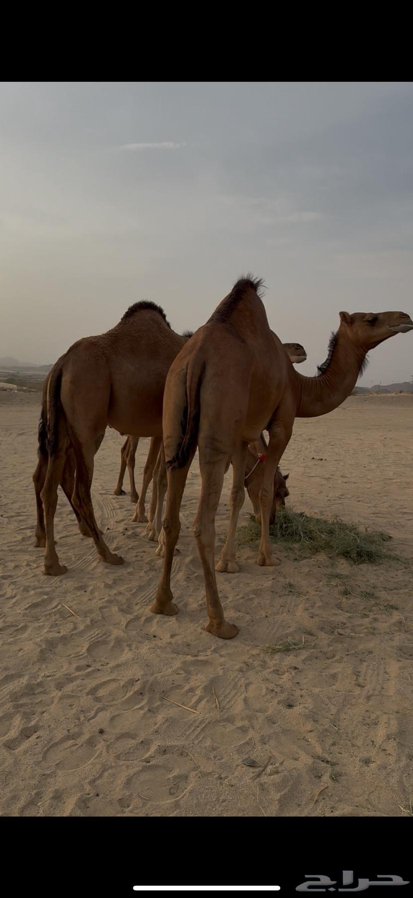 Bakar Sawahil Hamr64449810064130111