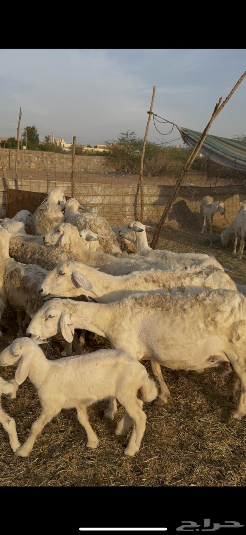 15 sheep, one ram, one male sheep included ((Sold))64461815339651114