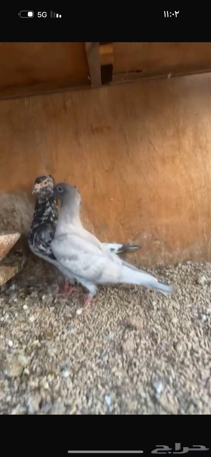 حمام زاجل نوادر لاهل الحضانات64459245113729112