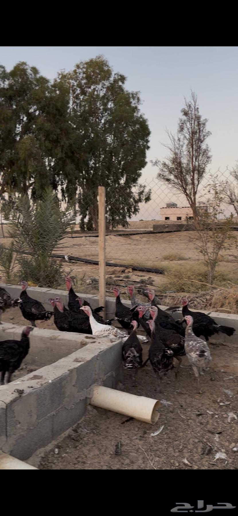 Romi64458453487490110