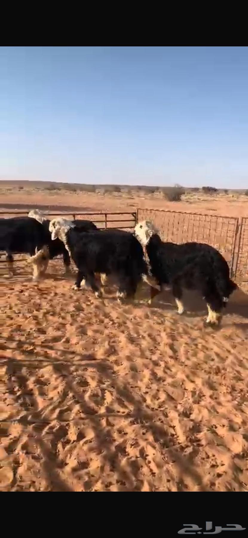 للبيع طليان نجد64459852603906110