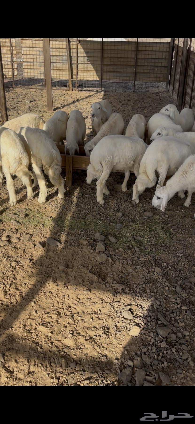 طليان للبيع سمينه عالشرط64459635419394114