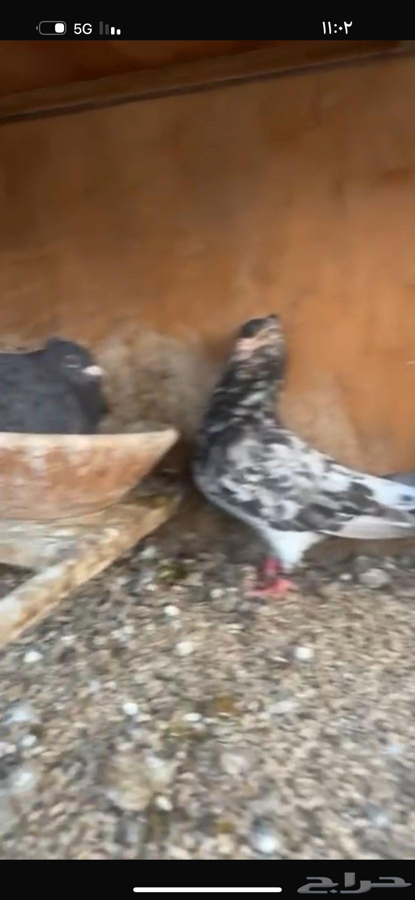 حمام زاجل نوادر لاهل الحضانات64459245113729110