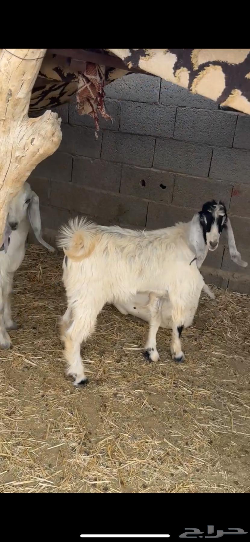 Goats with horns and full of fat64458704169729110