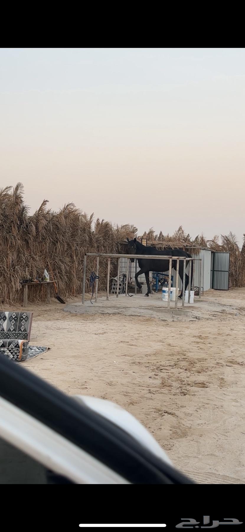 للبيع فرس دهماء64464224263298110