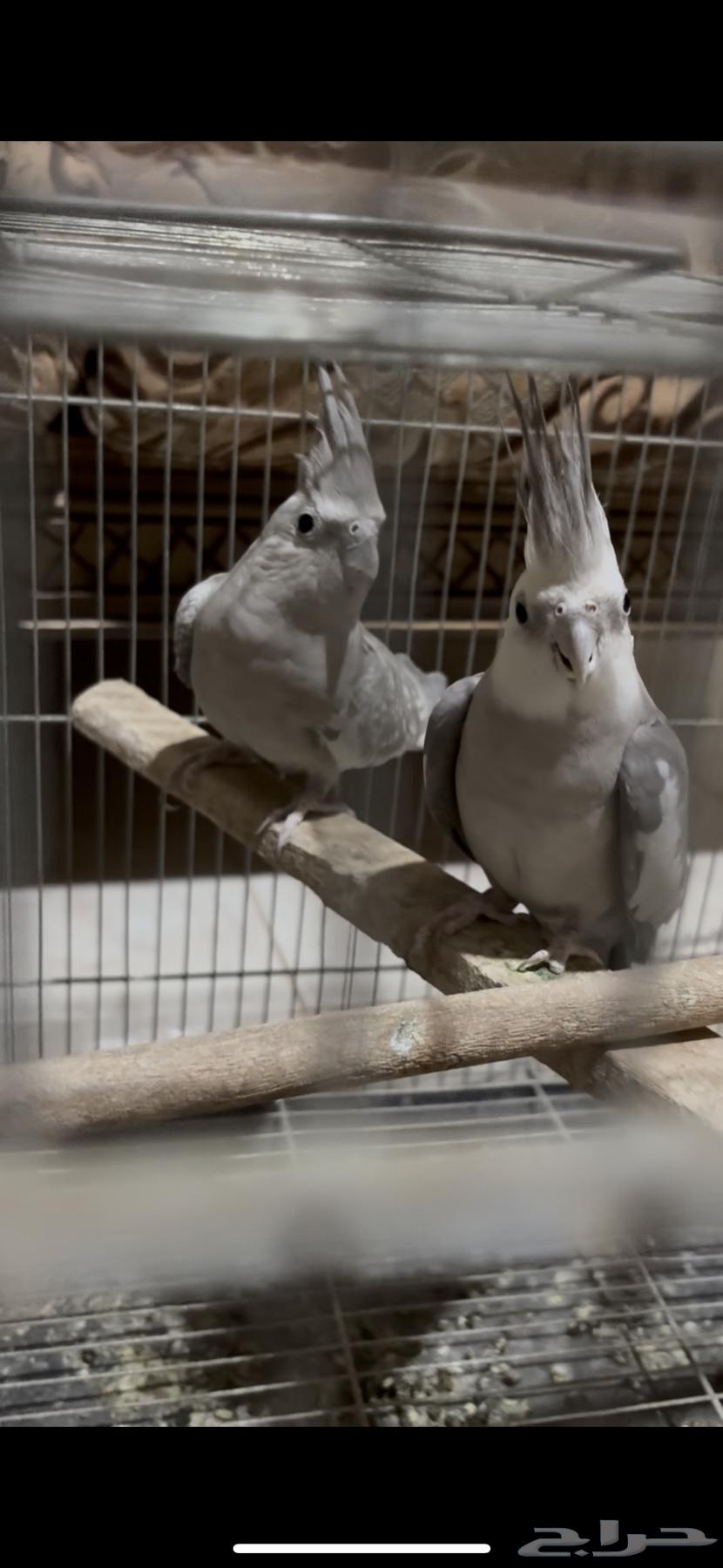 طيور الحب جوز كروان منتج للبيع64462266884355112