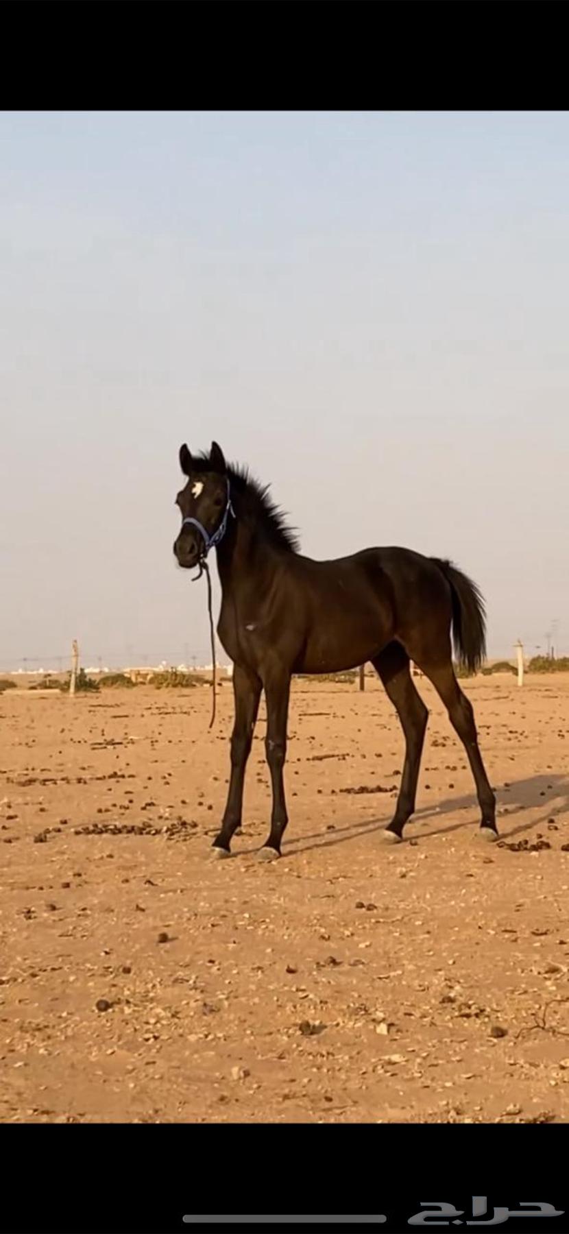 للبيع فرس دهماء64464224263298111