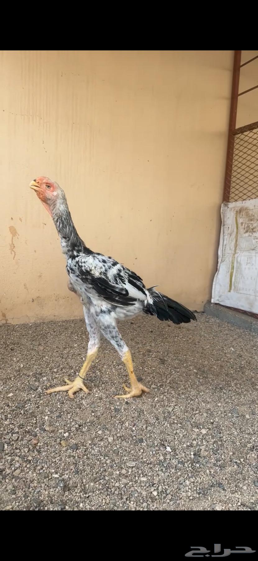 ديك فارسي للبيع ( تم البيع )64460147314947110