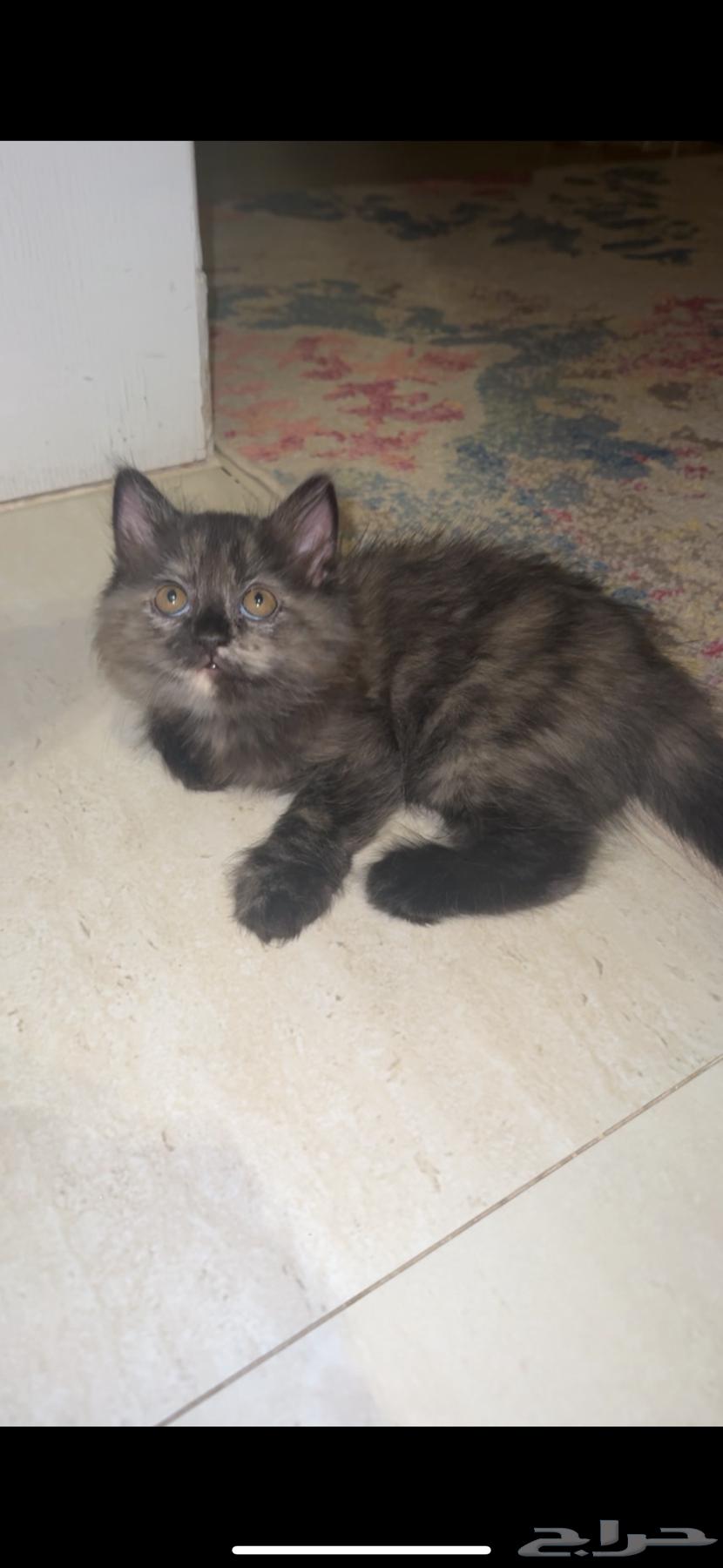 للبيع64459790993155110