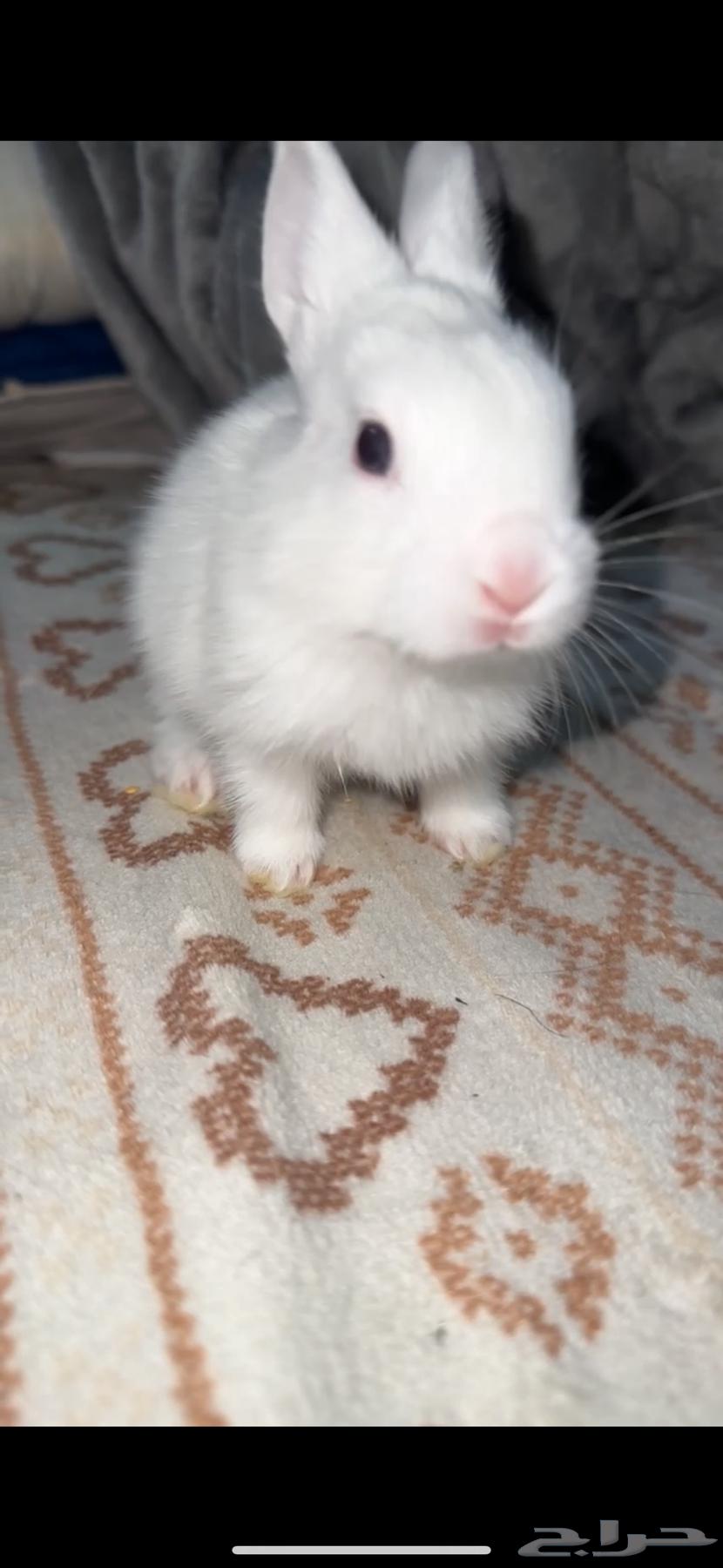 ارانب لي البيع64459498960385112