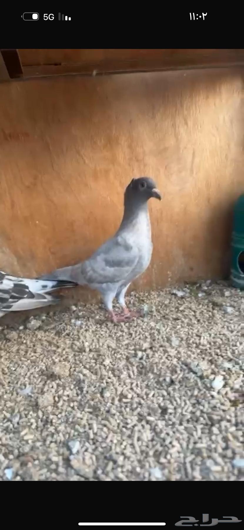 حمام زاجل نوادر لاهل الحضانات64459245113729111