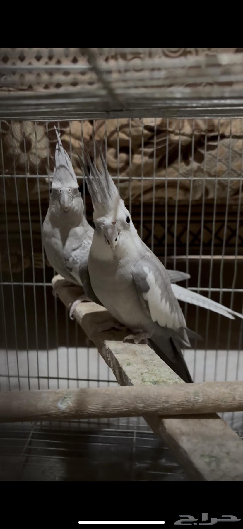 طيور الحب جوز كروان منتج للبيع64462266884355111