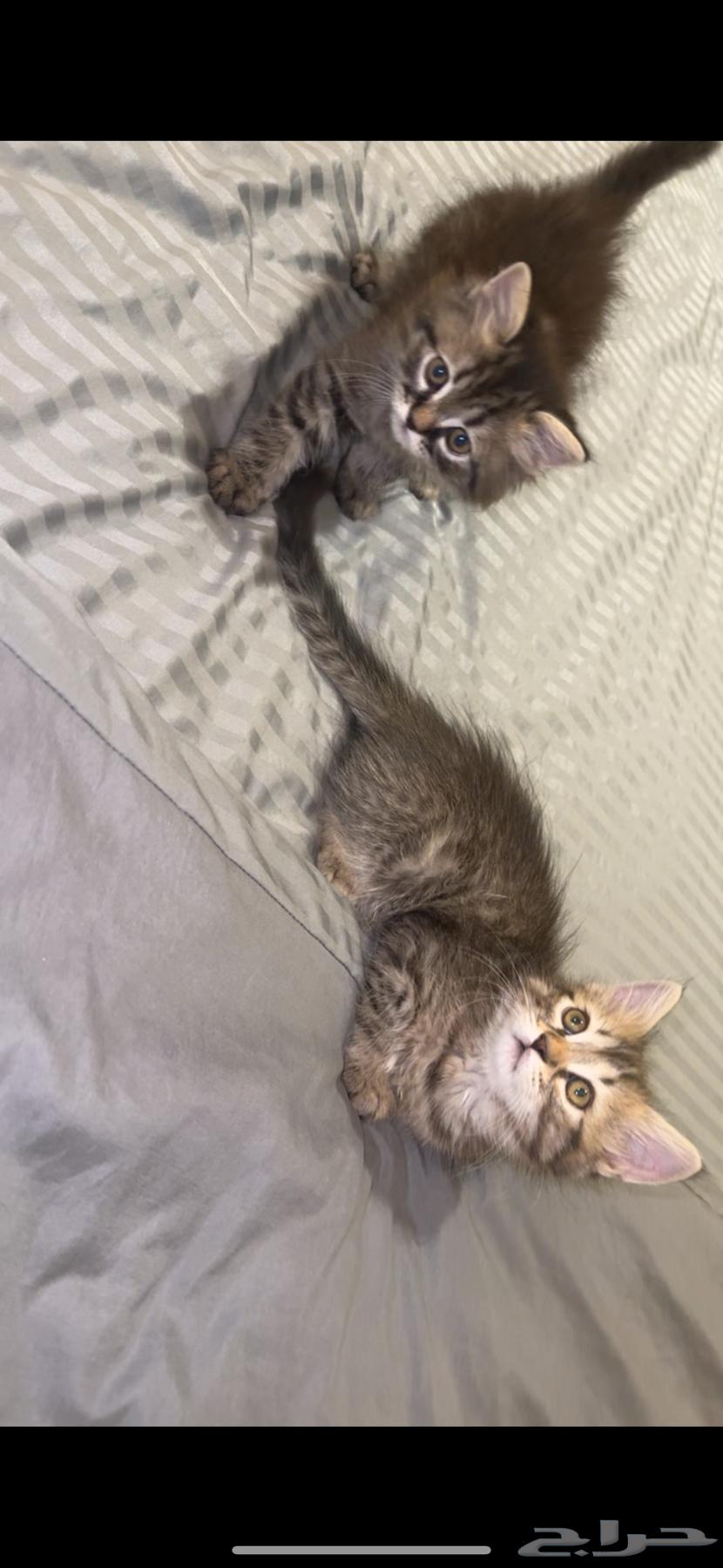 للبيع64459790993155113