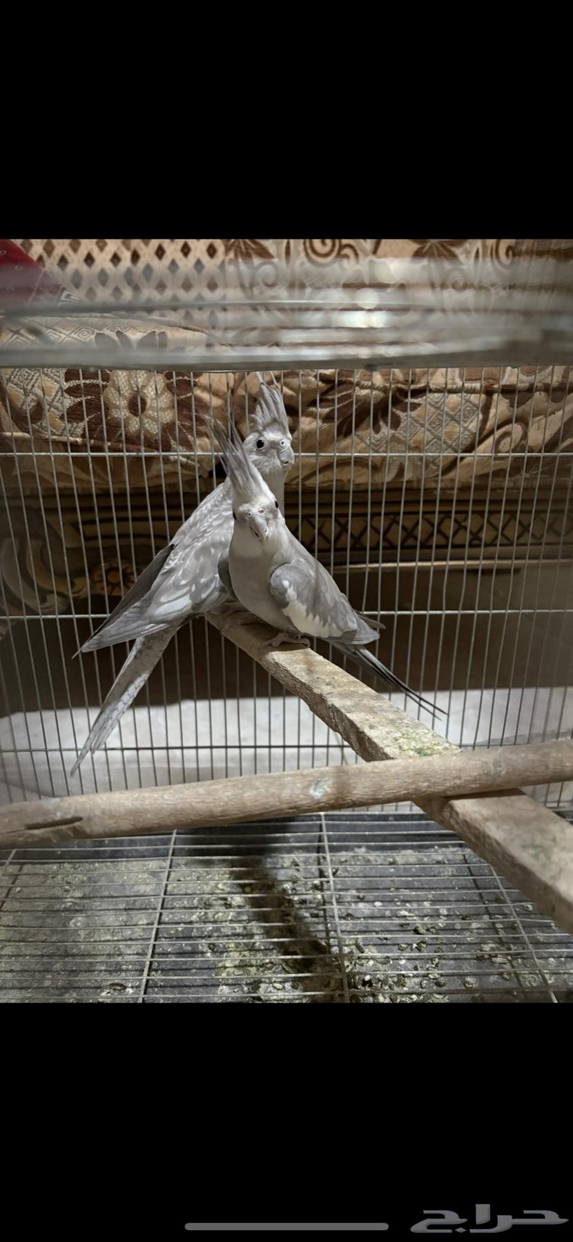 طيور الحب جوز كروان منتج للبيع64462266884355114