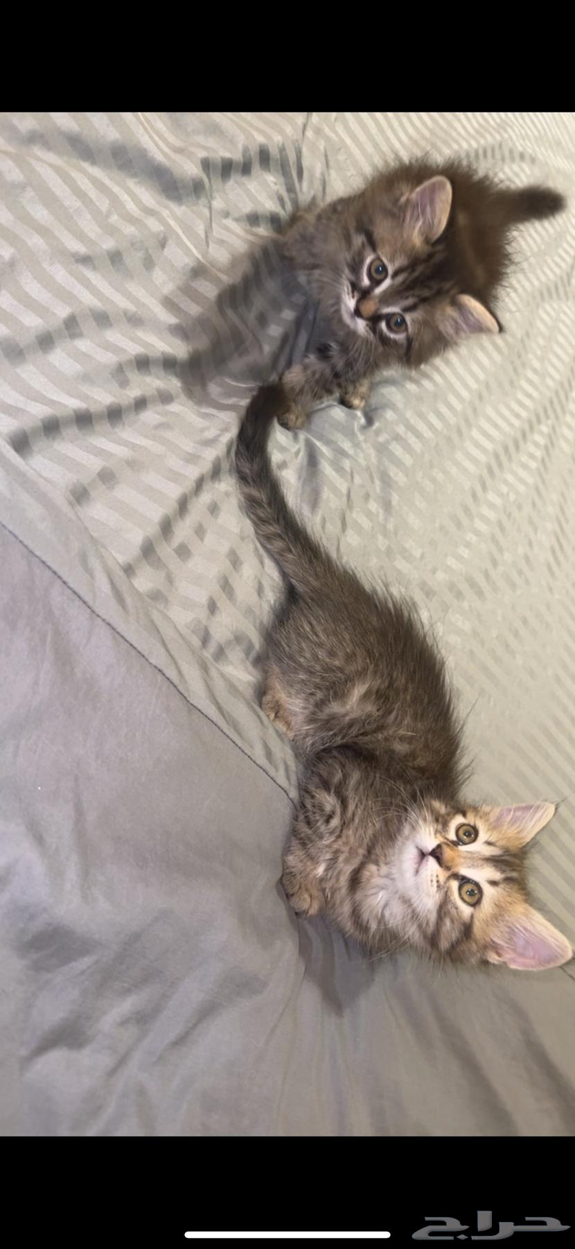 للبيع64459790993155111