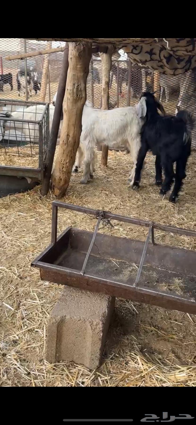 Goats with horns and full of fat64458704169729111